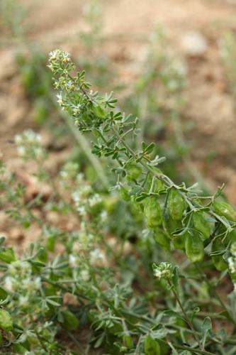 Reseda phyteuma © DESCHEEMACKER A.