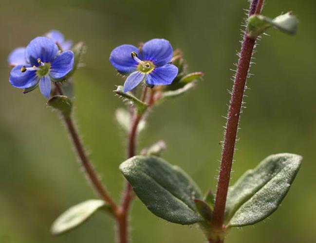 Veronica acinifolia © NAWROT O.