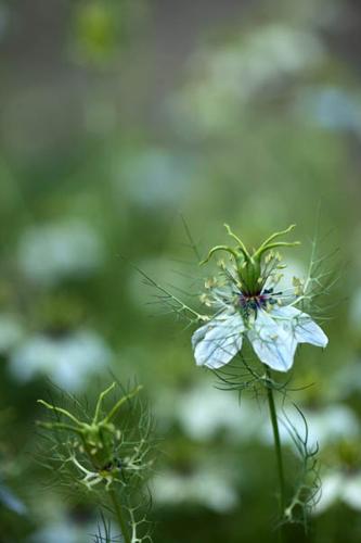 Nigella damascena © DESCHEEMACKER A.