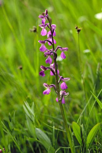 Anacamptis morio © DESCHEEMACKER A.