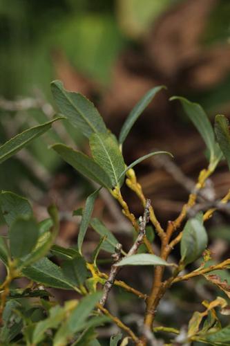 Salix bicolor © DESCHEEMACKER A.