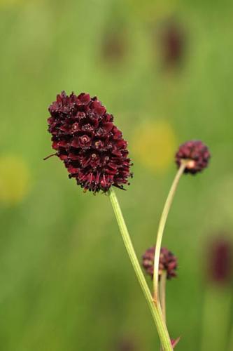 Sanguisorba officinalis © DESCHEEMACKER A.