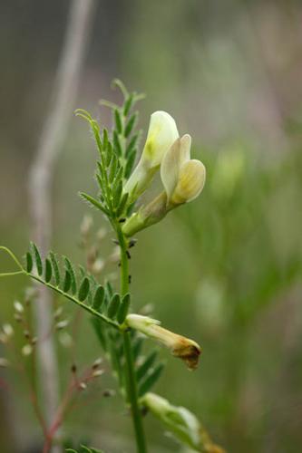 Vicia lutea © DESCHEEMACKER A.