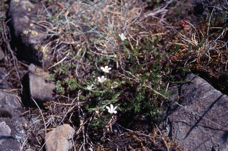 Minuartia laricifolia subsp diomedis © GRAVELAT B.