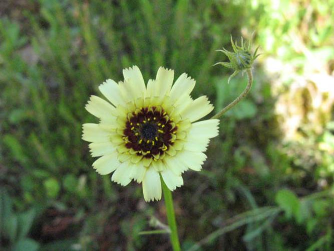 Tolpis barbata © CHABROL L.