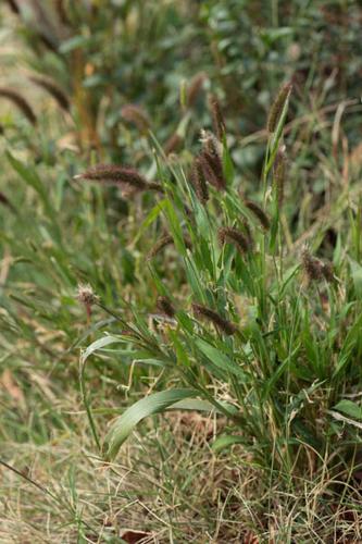 Setaria viridis © DESCHEEMACKER A.