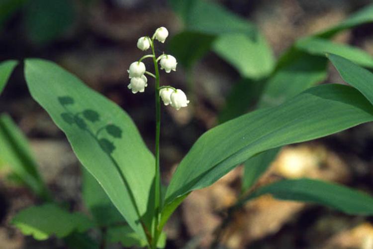 Convallaria majalis © PERRERA S