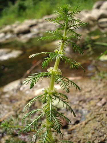 Myriophyllum verticillatum © NICOLAS S.