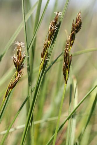 Carex divisa © NAWROT O.