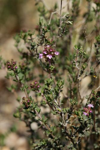 Thymus vulgaris © DESCHEEMACKER A.