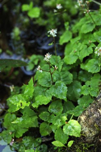 Circaea alpina © DESCHEEMACKER A.