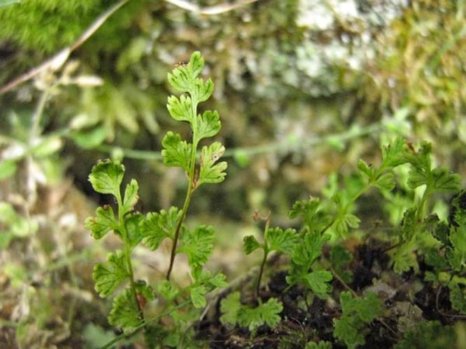 Anogramma leptophylla © CHABROL L.