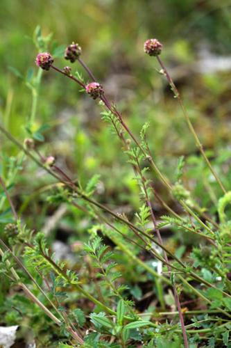 Sanguisorba minor © DESCHEEMACKER A.