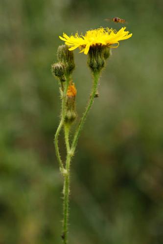 Sonchus arvensis © DESCHEEMACKER A.