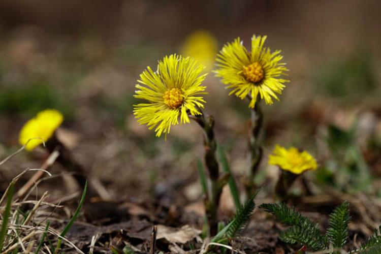 Tussilago farfara © DESCHEEMACKER A.