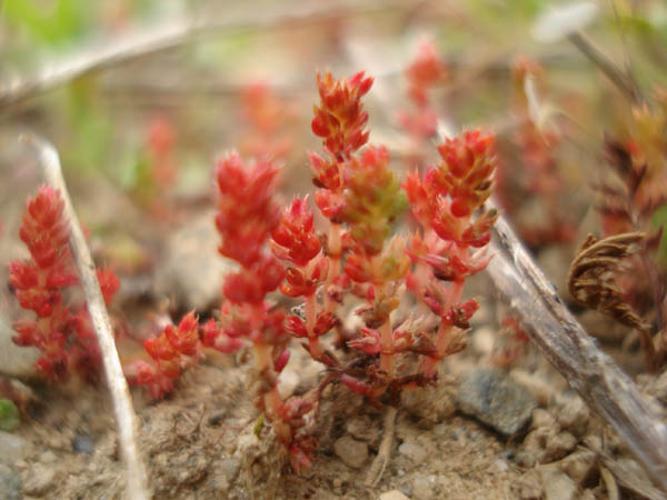 Crassula tillaea © NICOLAS S.