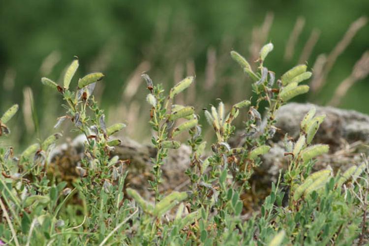 Cytisus decumbens © DESCHEEMACKER A.