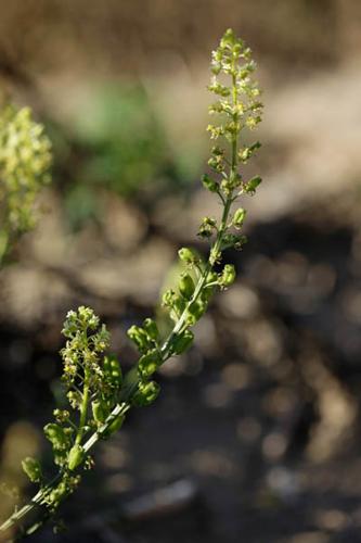 Reseda lutea © DESCHEEMACKER A.