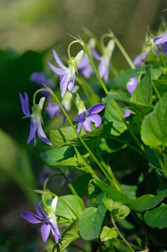 Viola riviniana © DESCHEEMACKER A.