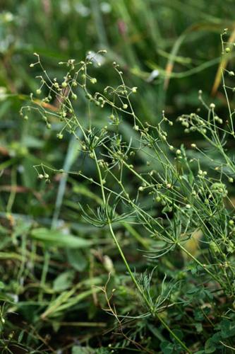 Spergula arvensis © DESCHEEMACKER A.