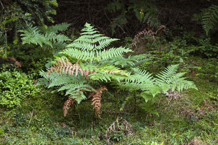 Pteridium aquilinum © DESCHEEMACKER A.