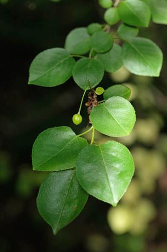 Prunus mahaleb © DESCHEEMACKER A.