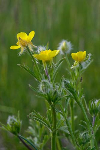 Ranunculus bulbosus © DESCHEEMACKER A.