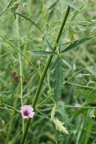 Althaea cannabina © DESCHEEMACKER A.