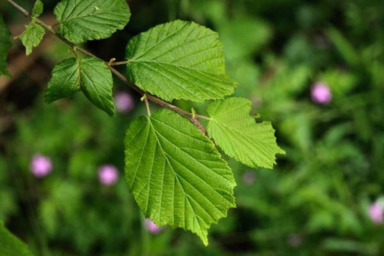 Corylus avellana © DESCHEEMACKER A.