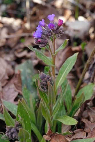 Pulmonaria affinis © DESCHEEMACKER A.