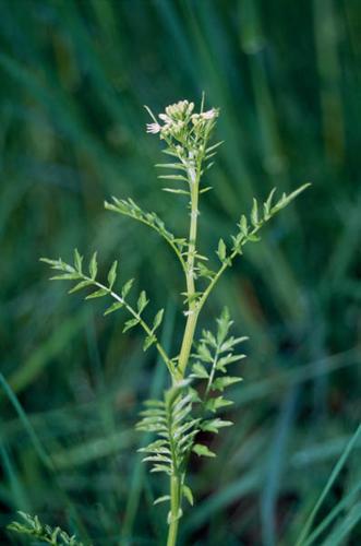 Cardamine impatiens © GRAVELAT B.