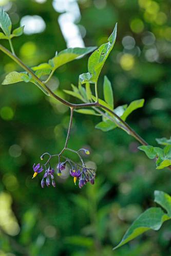 Solanum dulcamara © DESCHEEMACKER A.