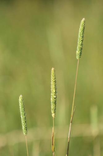 Phleum phleoides © DESCHEEMACKER A.