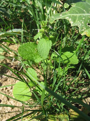 Stachys arvensis © MOREL A.