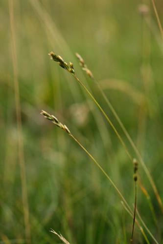 Danthonia decumbens © DESCHEEMACKER A.