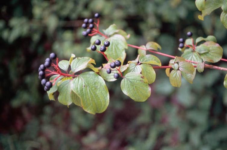 Cornus sanguinea © CHOISNET G.