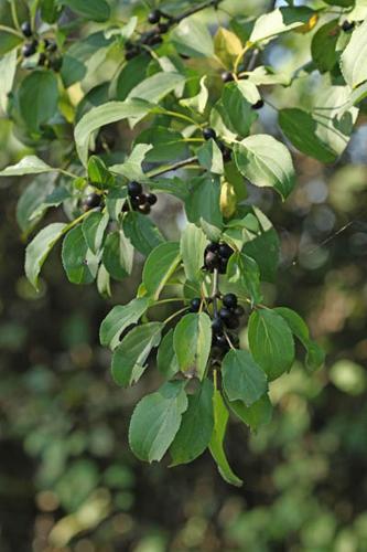 Rhamnus cathartica © DESCHEEMACKER A.