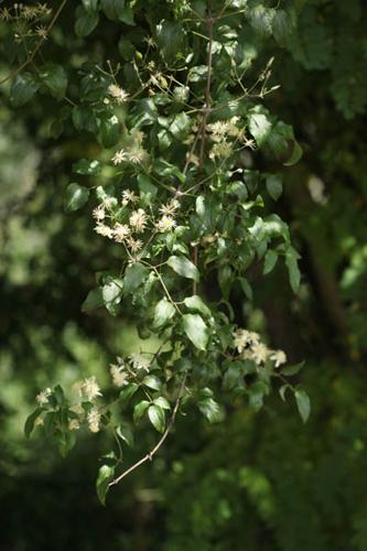 Clematis vitalba © DESCHEEMACKER A.