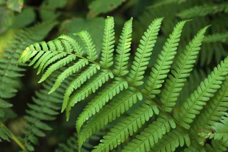 Dryopteris filix-mas © DESCHEEMACKER A.