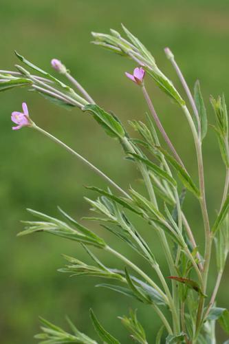 Epilobium tetragonum subsp. lamyi © NAWROT O.