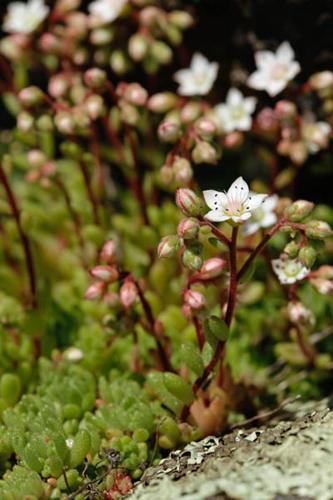 Sedum hirsutum © DESCHEEMACKER A.