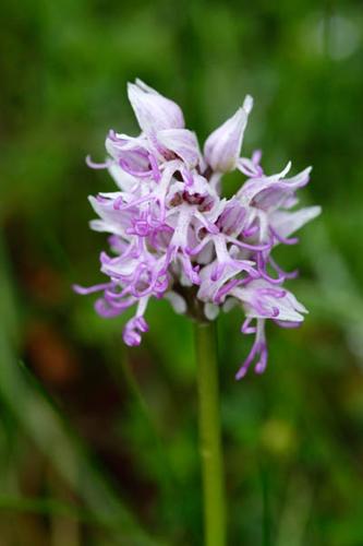 Orchis simia © DESCHEEMACKER A.