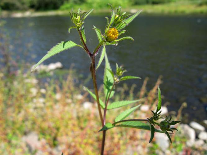 Bidens frondosa © MOREL A.