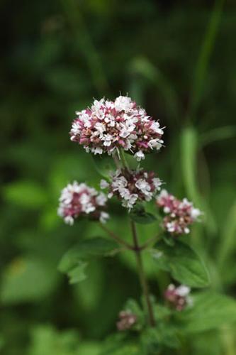 Origanum vulgare © DESCHEEMACKER A.