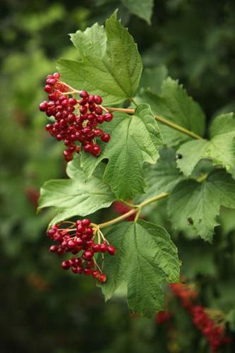 Viburnum opulus © DESCHEEMACKER A.