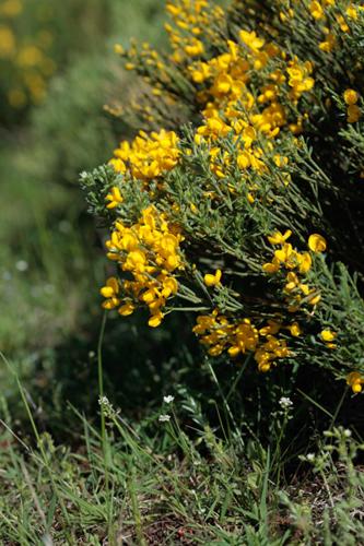 Cytisus oromediterraneus © DESCHEEMACKER A.