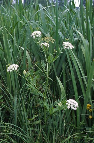 Sium latifolium © NAWROT O.