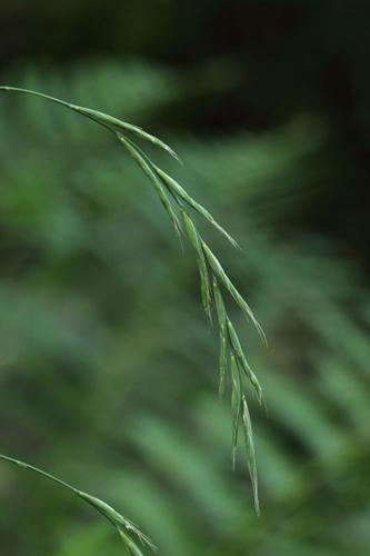 Brachypodium sylvaticum © DESCHEEMACKER A.