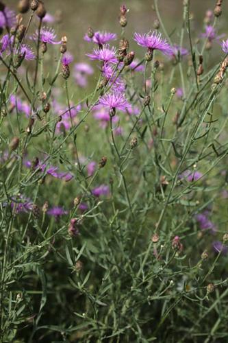 Centaurea paniculata subsp. paniculata © NAWROT O.