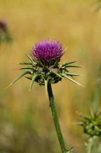 Silybum marianum © DESCHEEMACKER A.